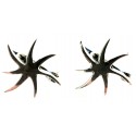 Earrings with English clasp "Star" A095